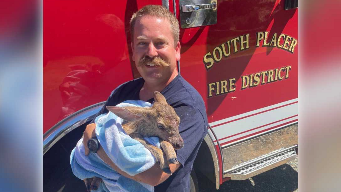 South Placer firefighters give injured fawn a second chance after water rescue
