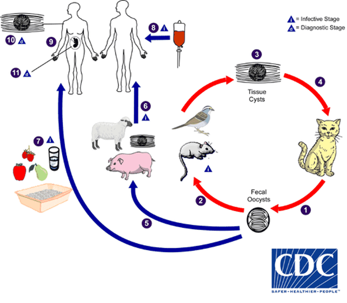 Parasite toxoplasma gondii, a rare and extremely lethal form of Toxoplasma, recently killed at least four sea otters in California.