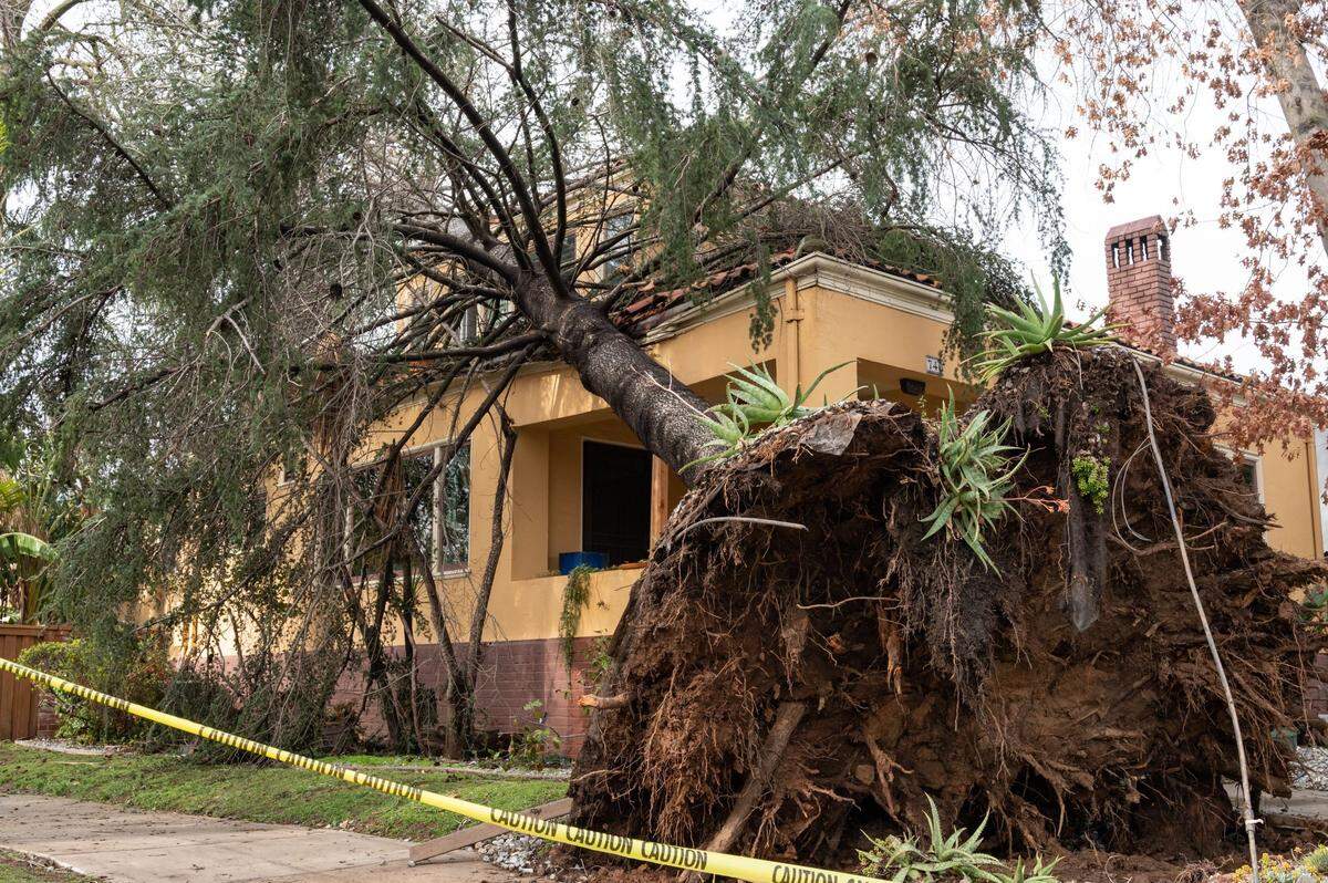 Jan Ponticelli, homeowner, waits to have a tree that was uprooted on Saturday during violent winds from a winter storm to get removed on 36th Street in East Sacramento on Monday, Jan. 9, 2023. An uprooted tree rests on Jan Ponticelli’s home on 36th Street in East Sacramento on Monday, Jan. 9, 2023. The tree fell in Saturday night’s storm, and Ponticelli is still waiting for a crane to remove it.