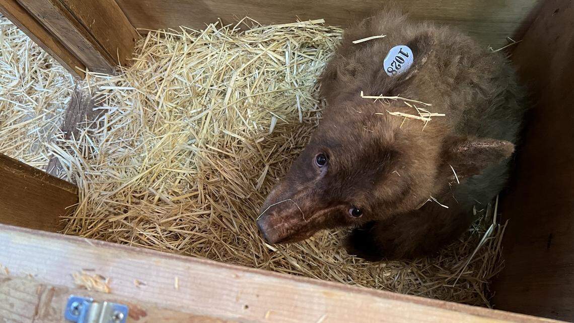 A young and “skittish” black bear escaped from a rescue on Feb. 9, 2023, in South Lake Tahoe, California. Wildlife officials said the animal won’t survive long-term in the winter conditions.