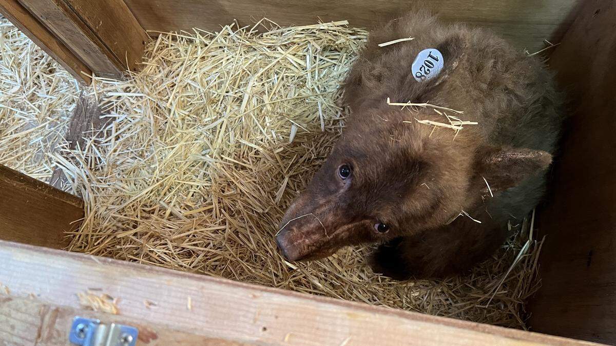 A young and “skittish” black bear escaped from a rescue on Feb. 9, 2023, in South Lake Tahoe, California. Wildlife officials said the animal won’t survive long-term in the winter conditions.