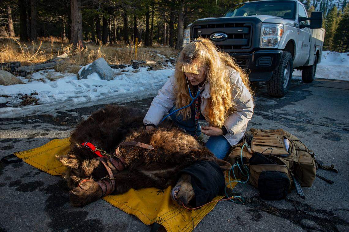 Jenny Curtis, with Lake Tahoe Wildlife Care, checks on a unhealthy bear in 2019 after the California Department of Fish and Wildlife tranquilized the bear for transport. The bear had been reported laying in a field in South Lake Tahoe for two days and was unable to stand up or walk.
