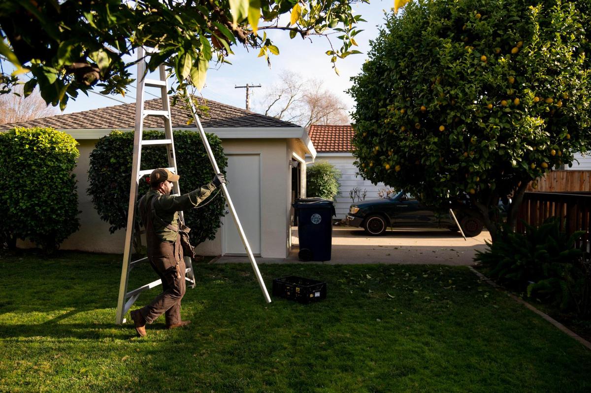 Matthew Ampersand of Community Fruit moves ladder to better position for picking lemons from Mary Quinn’s backyard tree on Tuesday, Jan. 18, 2022 in Sacramento. Community Fruit matches good fruit from backyard trees with people fighting food insecurity.