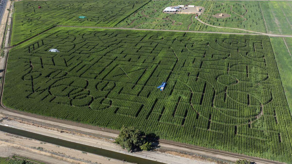 The design of this year’s corn maze at Dixon’s Cool Patch Pumpkins, photographed by drone on Monday, features a farmer theme. The maze is the largest in the region.