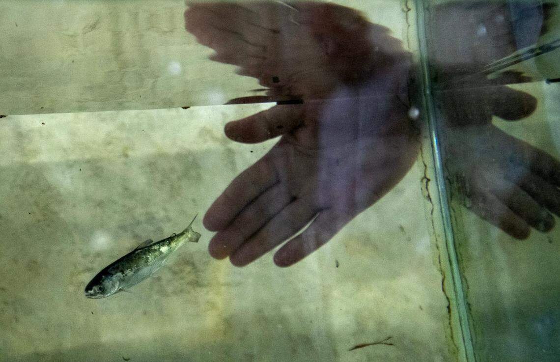 A Chinook salmon, just a few inches long, swims in a tank after a collection at the John E. Skinner Delta Fish Protective Facility in the southern Delta in April. Fish are captured at the facility, so they can be returned to the Delta, before they reach the massive Harvey O. Banks Pumping Plant that feeds the California Aqueduct.