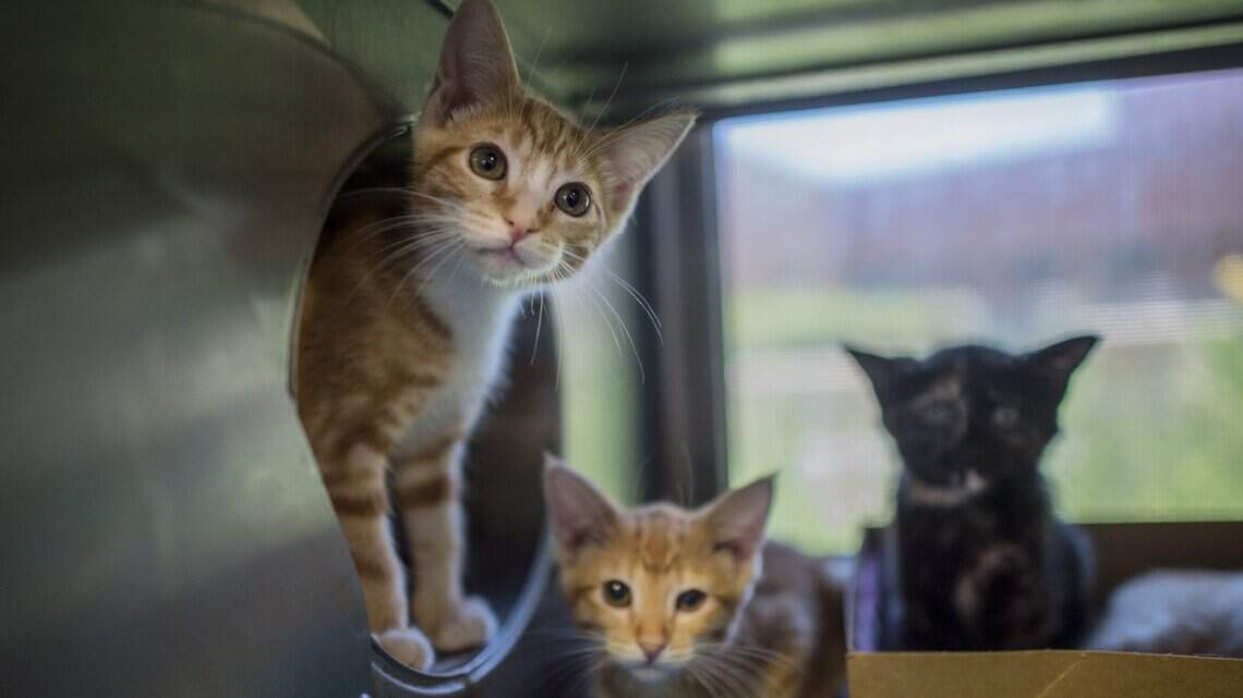 Looking to adopt a dog or cat? Bradshaw Animal Shelter offering free adoptions in October