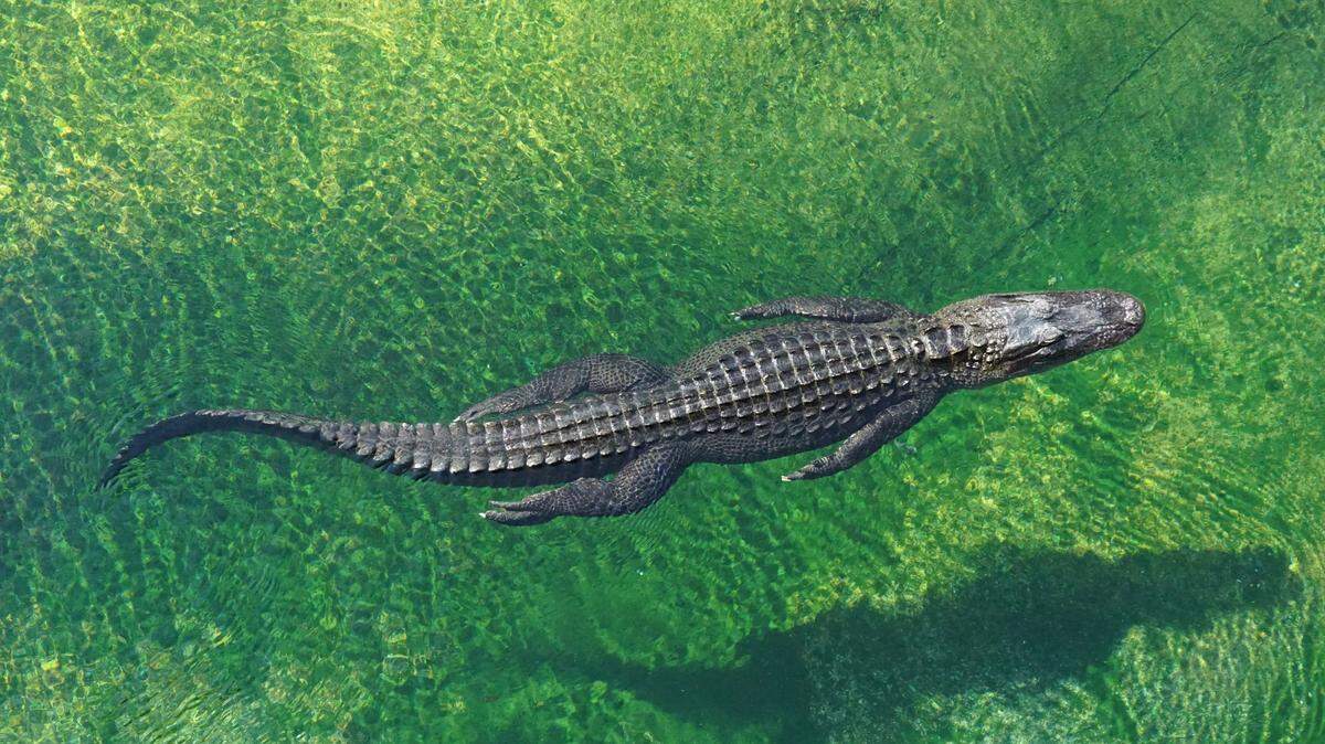 A fisherman found a 7-foot alligator in the American River at Sailor Bar near Fair Oaks in Sacramento, California wildlife officials say. Alligators, like this one at Zoo Miami, are not native to California.