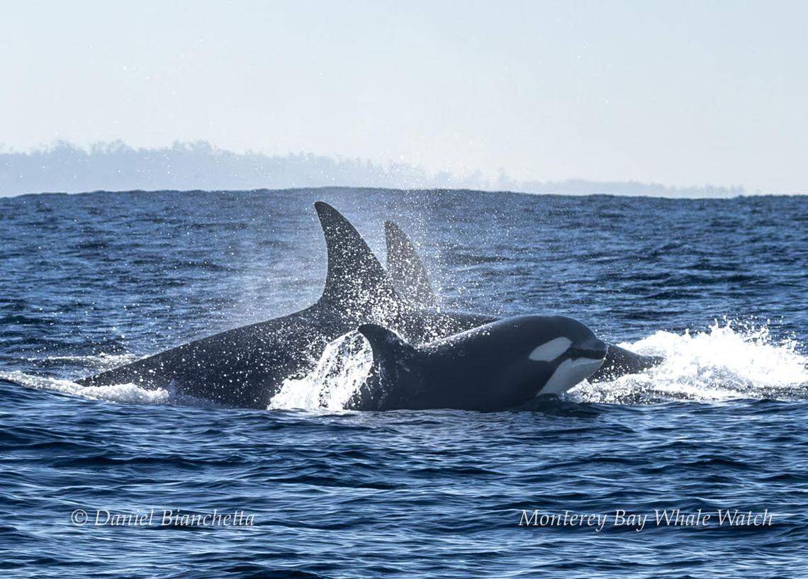 About an hour after their first hunt, the orcas attacked a second sea lion, the agency said.