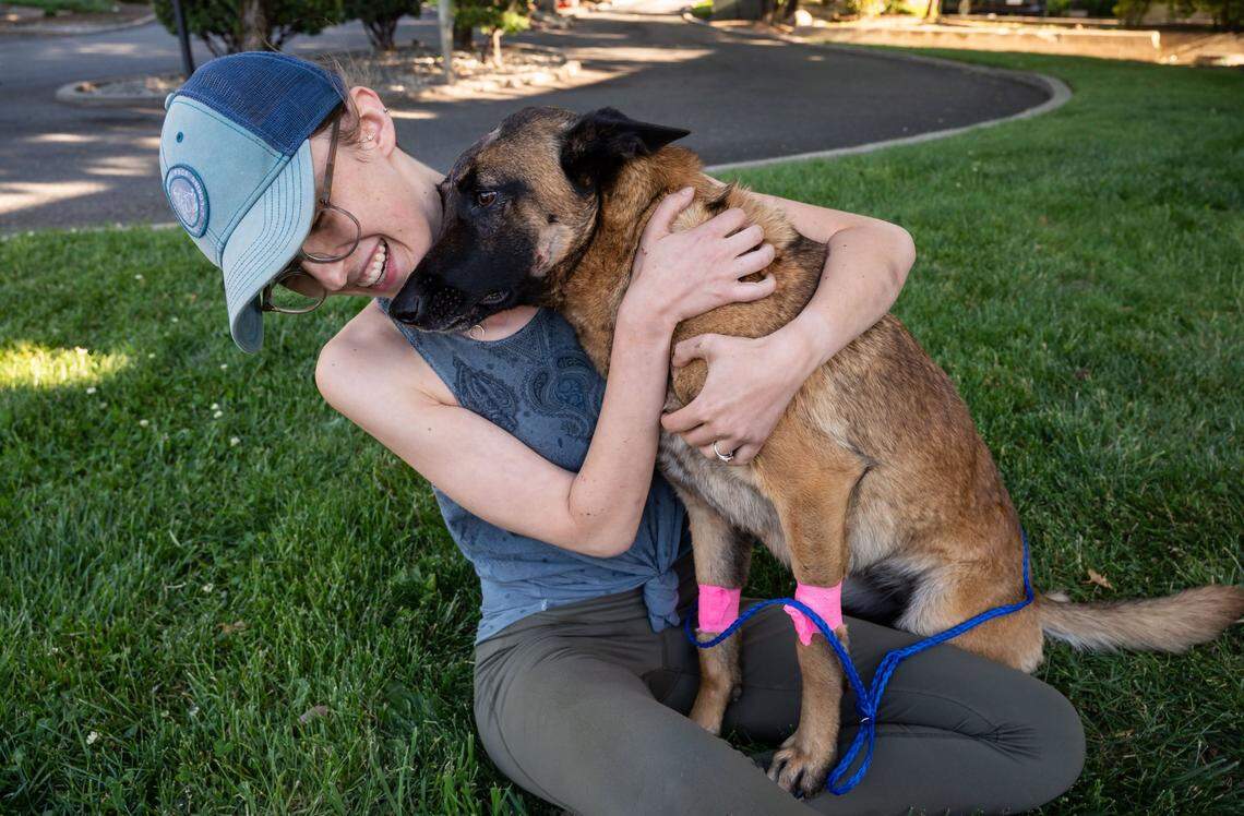 Erin Wilson hugs her young Belgian Malinois named Eva – who was injured from fighting a mountain lion in rural Trinity County – after the dog is released to go home Thursday after being cared for at the VCA Asher animal hospital in Redding. Wilson said Eva saved her life after a mountain lion clawed her shoulder while they were walking along the Trinity River on Monday.