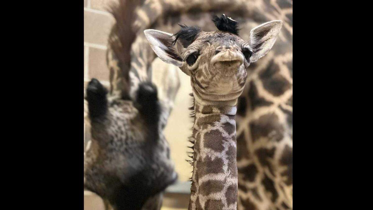 A newborn giraffe was born Sunday at the Sacramento Zoo in Land Park. The calf and its mother, Shani, are “healthy and nursing” after the pregnancy, which puzzled zoo officials for several weeks.