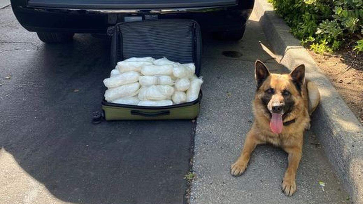 Diego, a California Highway Patrol K-9, poses next to 50 bags of methamphetamine located during a traffic stop Thursday, April 28, 2022, on Interstate 80 near Sierra College Boulevard in Placer County.