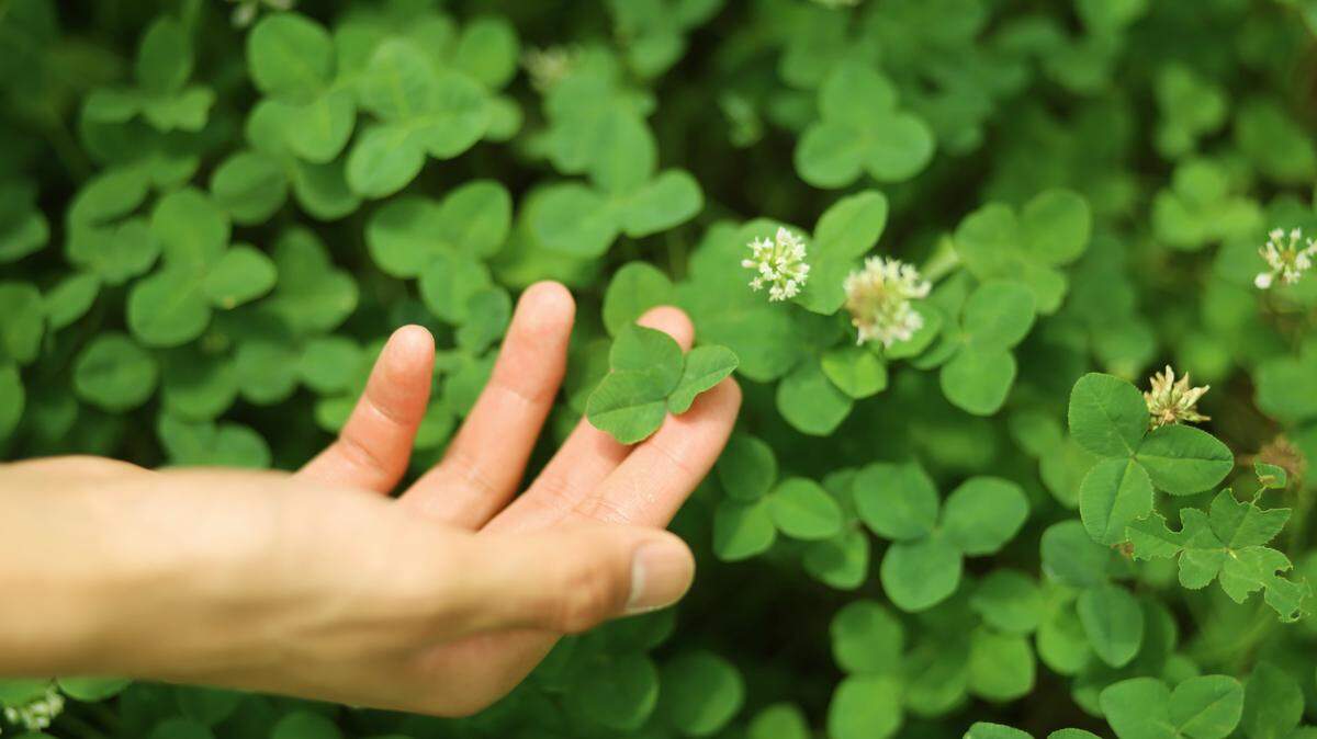 The Bee spoke with Lance Eicher, a Sacramento City water conservation specialist, to understand some of the benefits and drawbacks of making the switch to clover lawns.