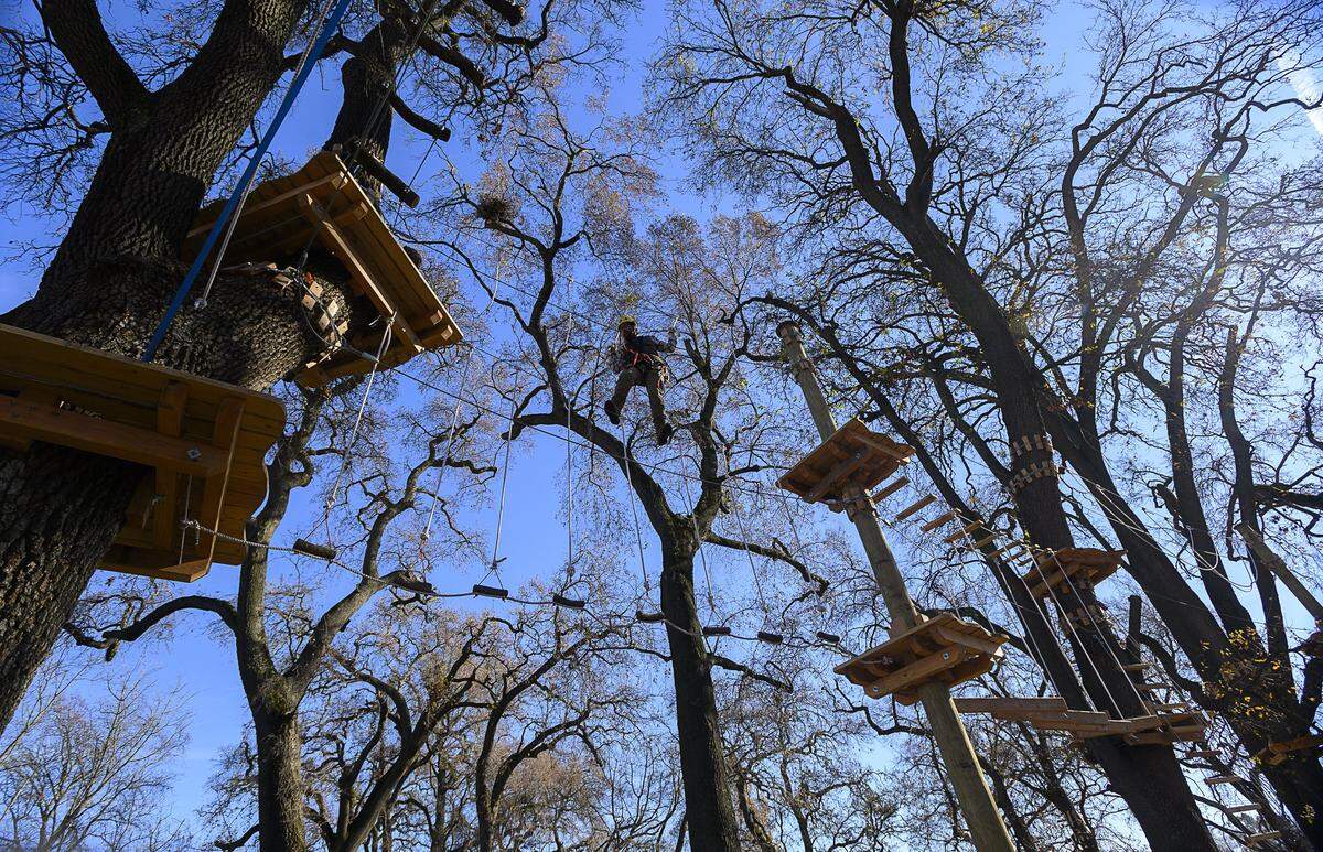 Guide Peter Kraltev climbs along a course at Tree Top Sacramento by Kletterwald at Heritage Oaks Park on Friday, Jan 10, 2020 in West Sacramento.