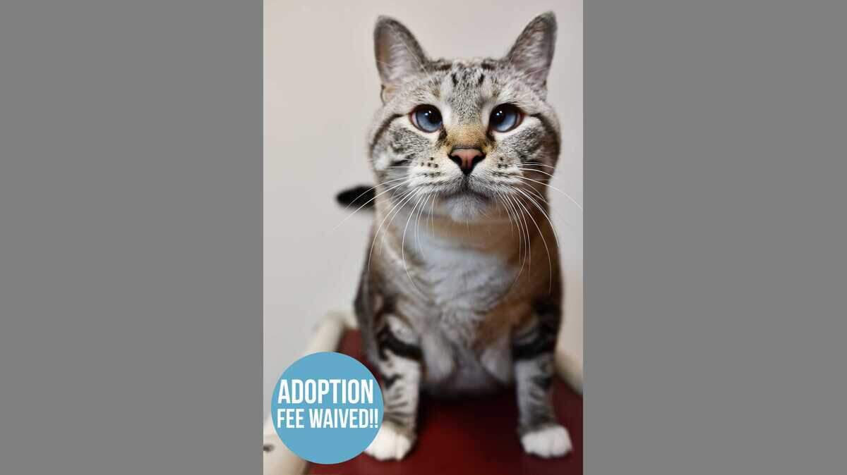 Romeo, an 8-year-old Siamese/Lynx mix, is available without an adoption fee thanks to generous sponsorship by Mark M. Glickman. Romeo is declawed and would be best kept as an indoor cat.
