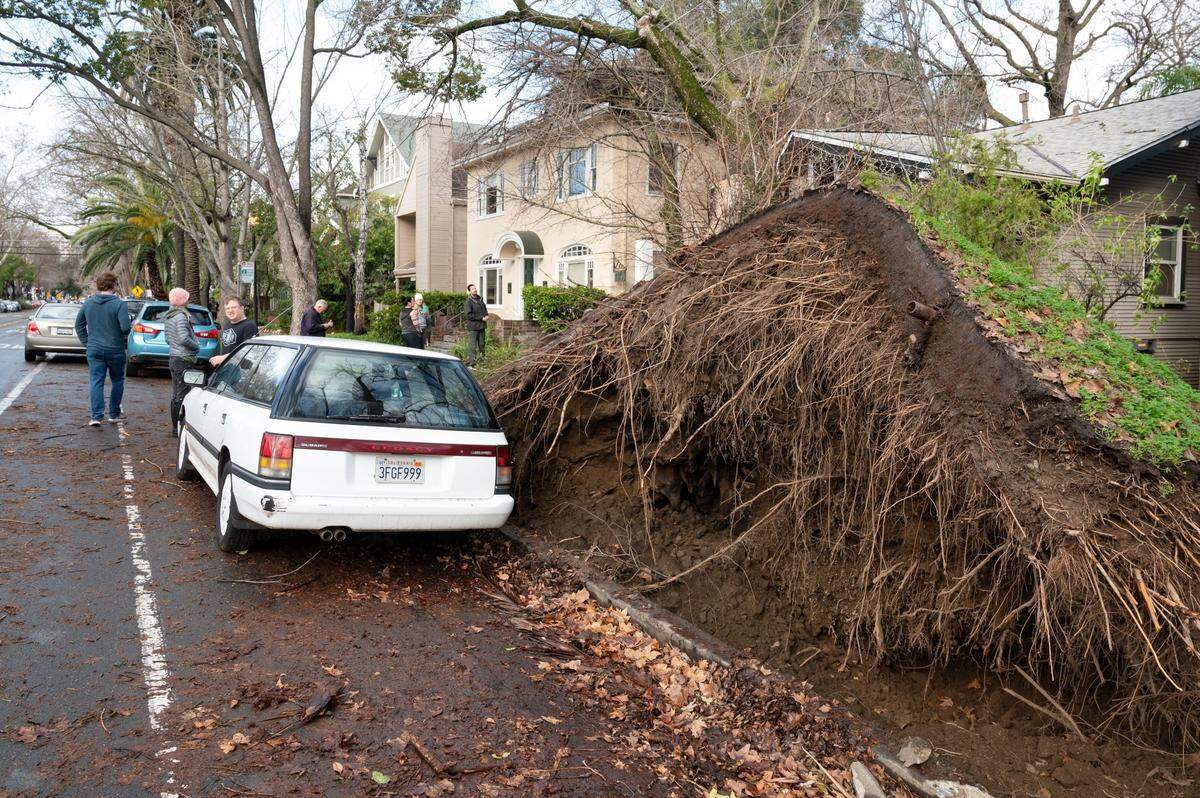 The roots of a fallen tree dwarf a nearby car on I Street in midtown Sacramento on Sunday. Many of the trees that fell in Saturday’s windstorm stood between sidewalks and streets, where their rootballs can’t grow to normal size.
