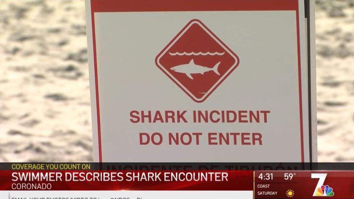 A young great white shark bit the fin of a long-distance swimmer off Coronado Beach near San Diego, California, officials say.