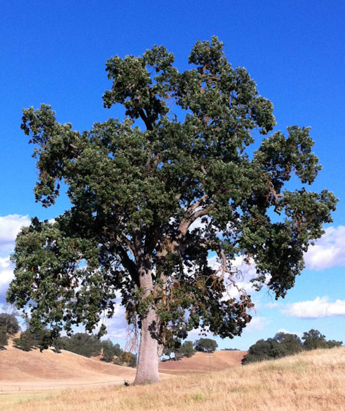 Blue oak tree