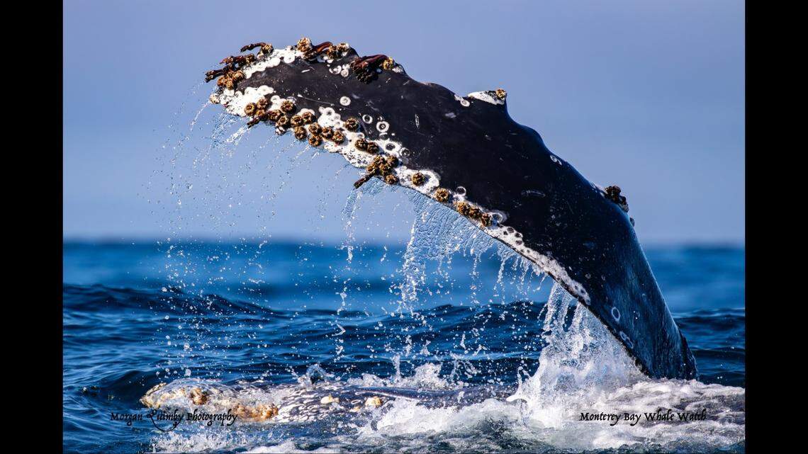 Boaters watched as the whale slapped its fins into the water.