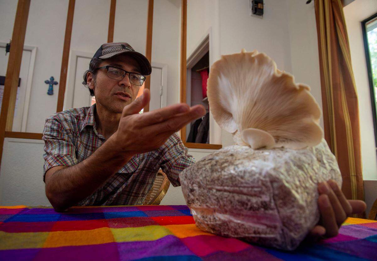 Joel Gutierrez, a mushroom cultivator at Foothill Fungi, shows a mushroom that he grew at his home in Colfax, Wednesday, August 7, 2019. His farm is struggling to stay in business since provider Travelers Insurance dropped their coverage and PG&E implemented public safety power shutoff policies.