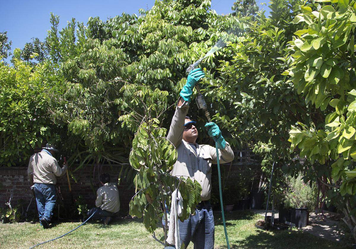 Work crews from the California Department of Food and Agriculture spray insecticide on citrus plants in a San Gabriel backyard to kill the Asian Citrus Psyllid parasite in July 2015.