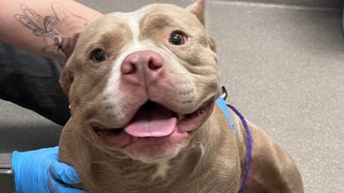 A bullet was removed from the chest of a stray dog found in Las Vegas, Now Dawson is on the mend, a shelter says.