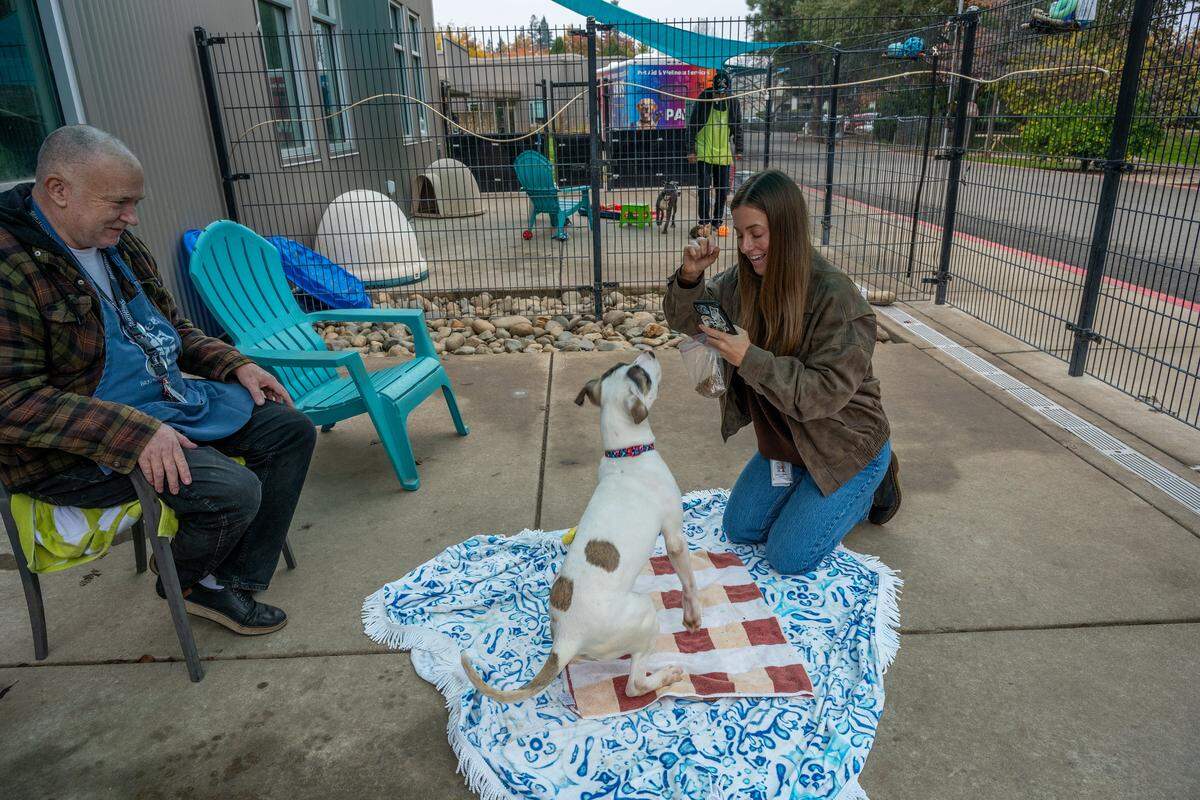 Brittani Peterson, the social media manager for Sacramento County Animal Care Services, takes photos of Freckles to post on social media while volunteer Mike Michler watches at the Bradshaw Animal Shelter on Monday, Nov. 24, 2025. Michler, who used to volunteer with his wife, said that ever since she died two years ago, volunteering has helped fill the void.