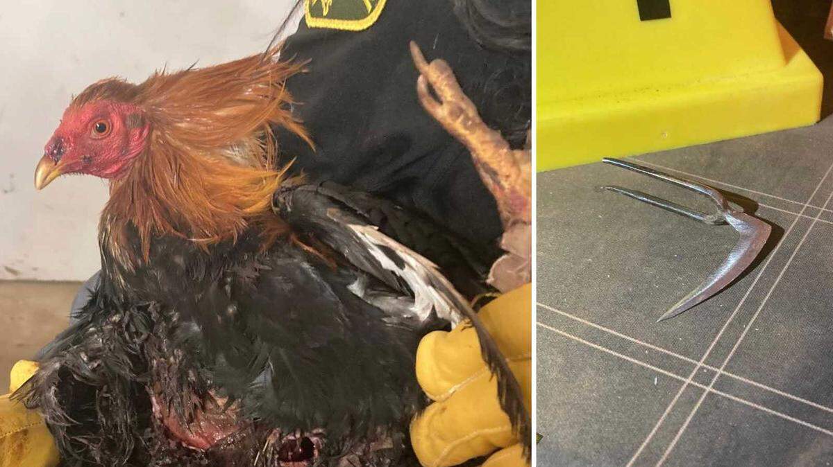 Deputies are investigating after a large bird-fighting operation was found in Herald in southern Sacramento County on Friday night. Spectators and organizers fled the scene when deputies arrived, who later found more than 200 birds along with weapons and medications consistent with the illegal sport.