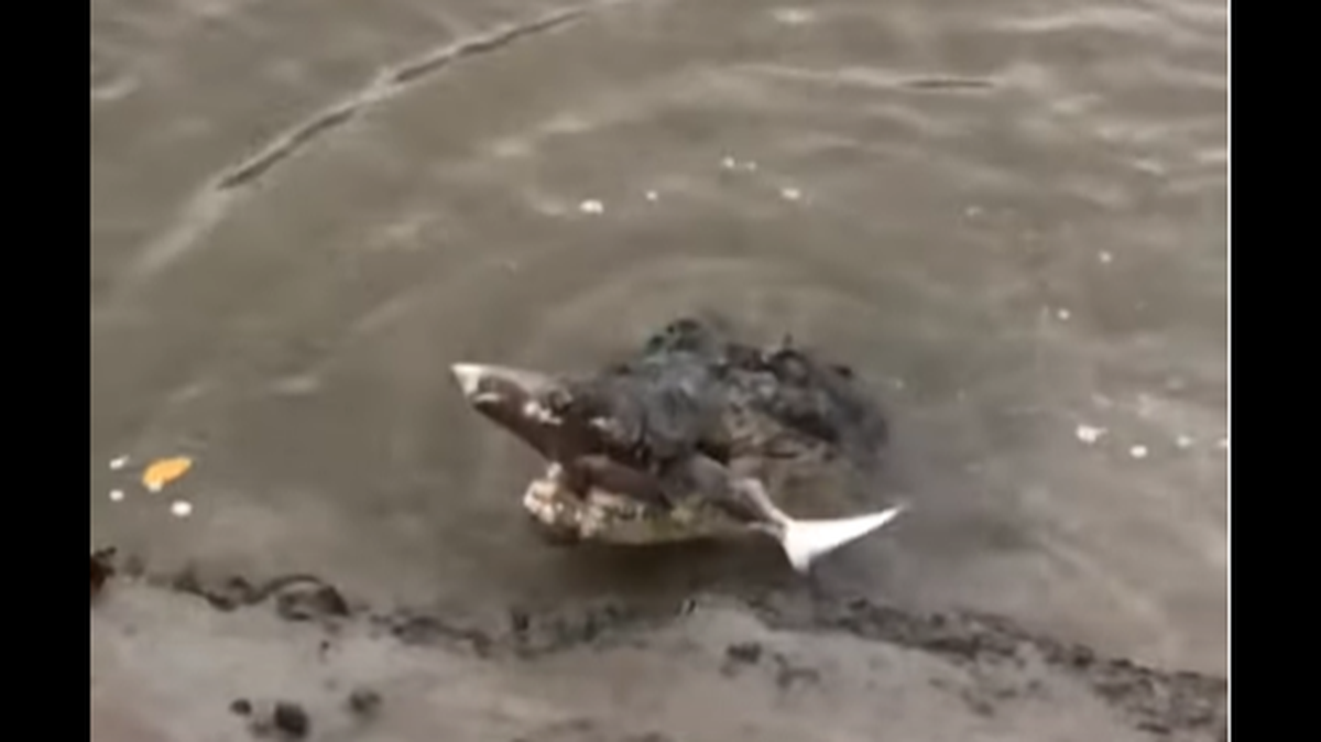 An angler in North Queensland, Australia, caught a shark, only to see it be eaten by a big crocodile along the banks of a river. He posted video on YouTube. 