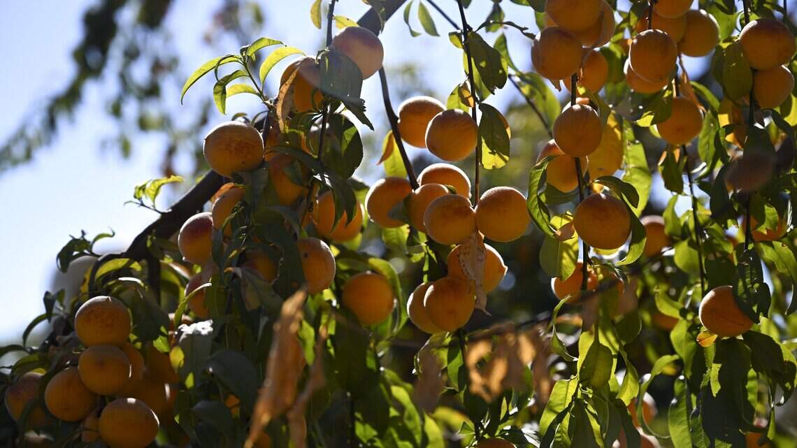 California canning peach crop yield sees roughly 29% dip after Del Monte bankruptcy