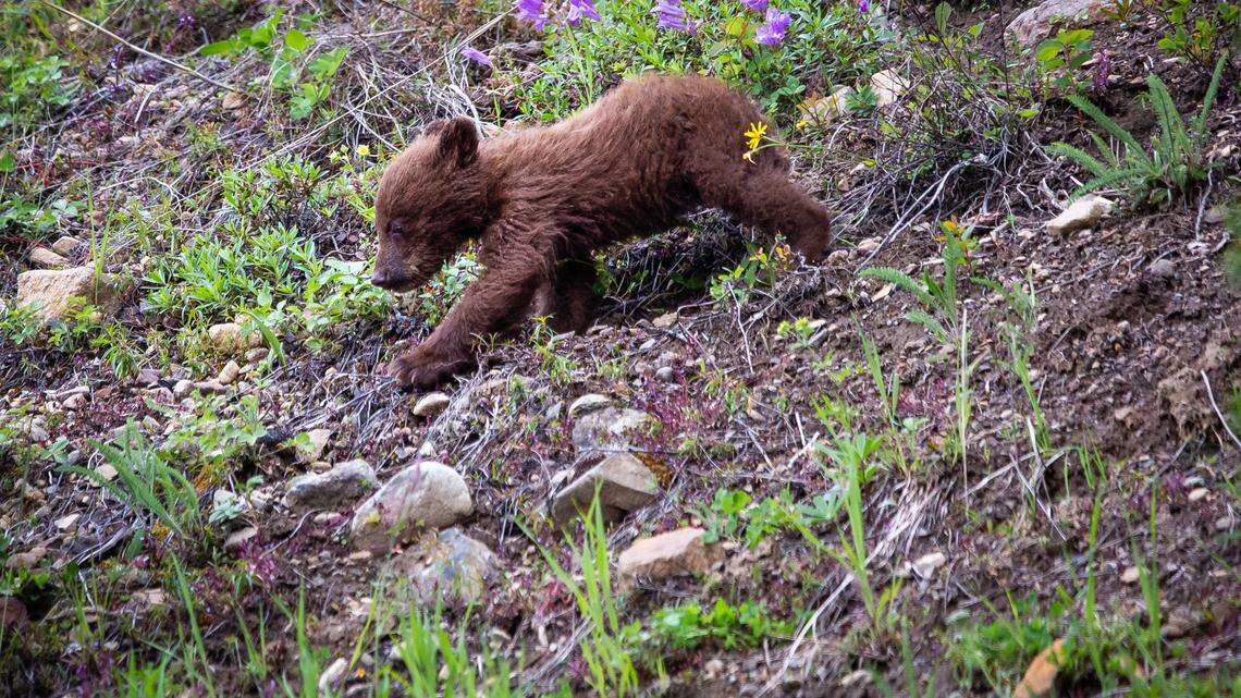 Two 8-month-old black bear cubs (not pictured) were shot dead by hunters in Oregon, officials said.