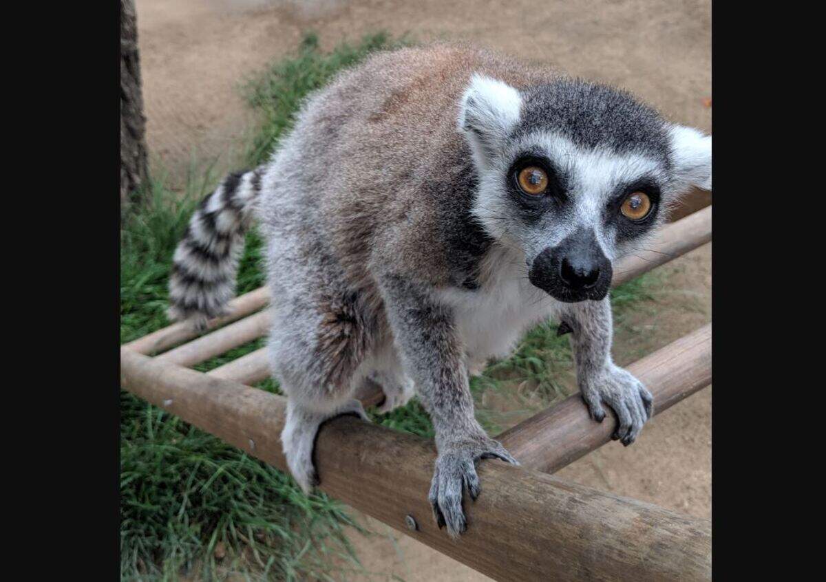 Isaac the lemur “seemed pretty unfazed by the adventure,” the Santa Ana Zoo said after the theft. 