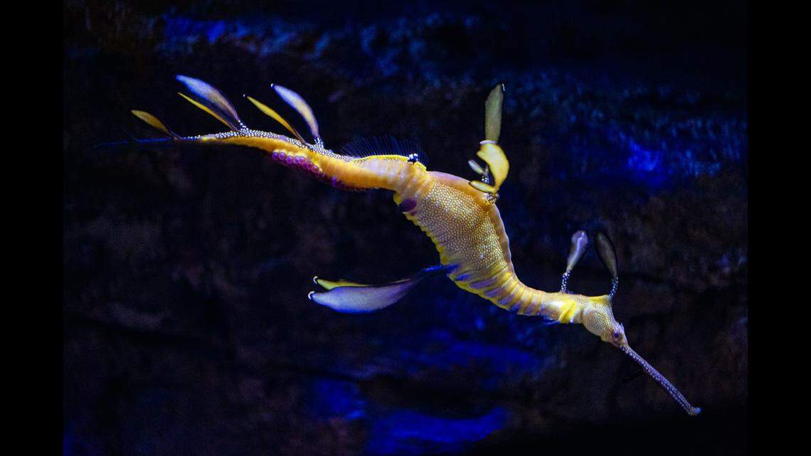 In “an extremely rare occurrence,” a pregnant male seadragon made history at a California aquarium.