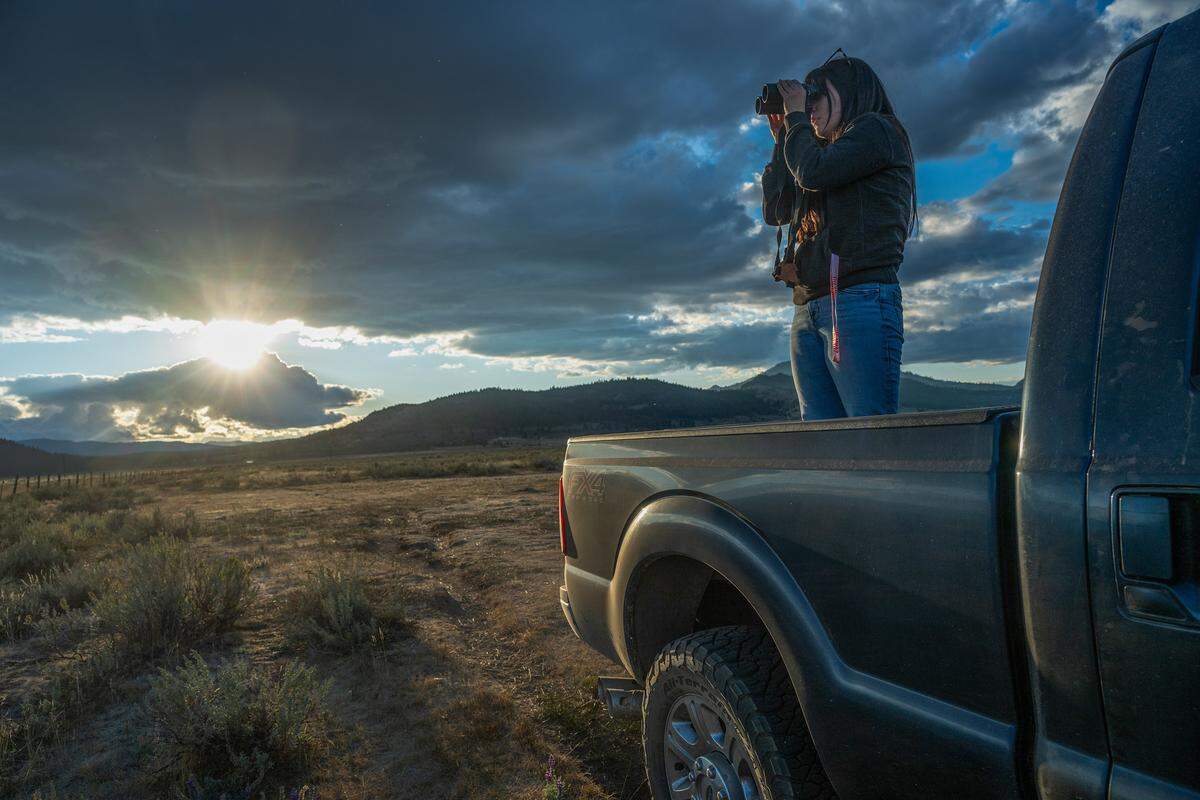 As the sun sets, Katie Roberti, director of communications for the California Cattlemen’s Association, uses binoculars after jumping into the bed of Sierra County Supervisor Paul Roen’s pickup truck to help monitor wolves and cattle on his brother’s ranch in Plumas County on Friday, Sept. 12. Roen said that when a wolf kills a calf, its mother is emotionally traumatized. “They stand there and whine a lot, they bawl a lot, they cry a lot,” he said.