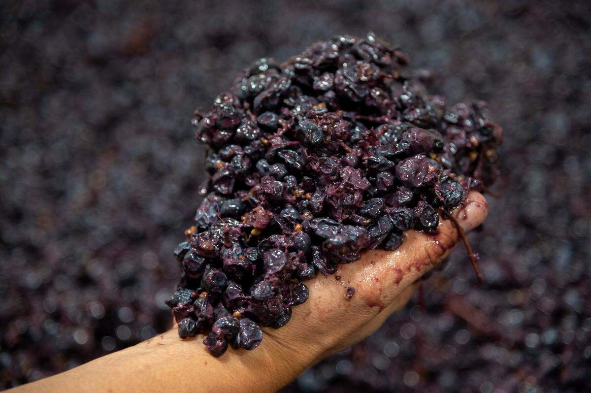Lodi Crush owner Gerardo Espinosa checks on the condition of fermenting grapes on Tuesday, Oct. 19, 2021, in Lodi. His business makes wine for a dozen Northern California wineries.