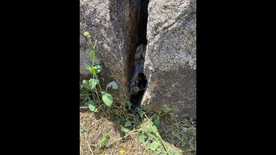 A puppy was rescued after getting stuck in a “tight crevice” at a construction site, according to a California county. 