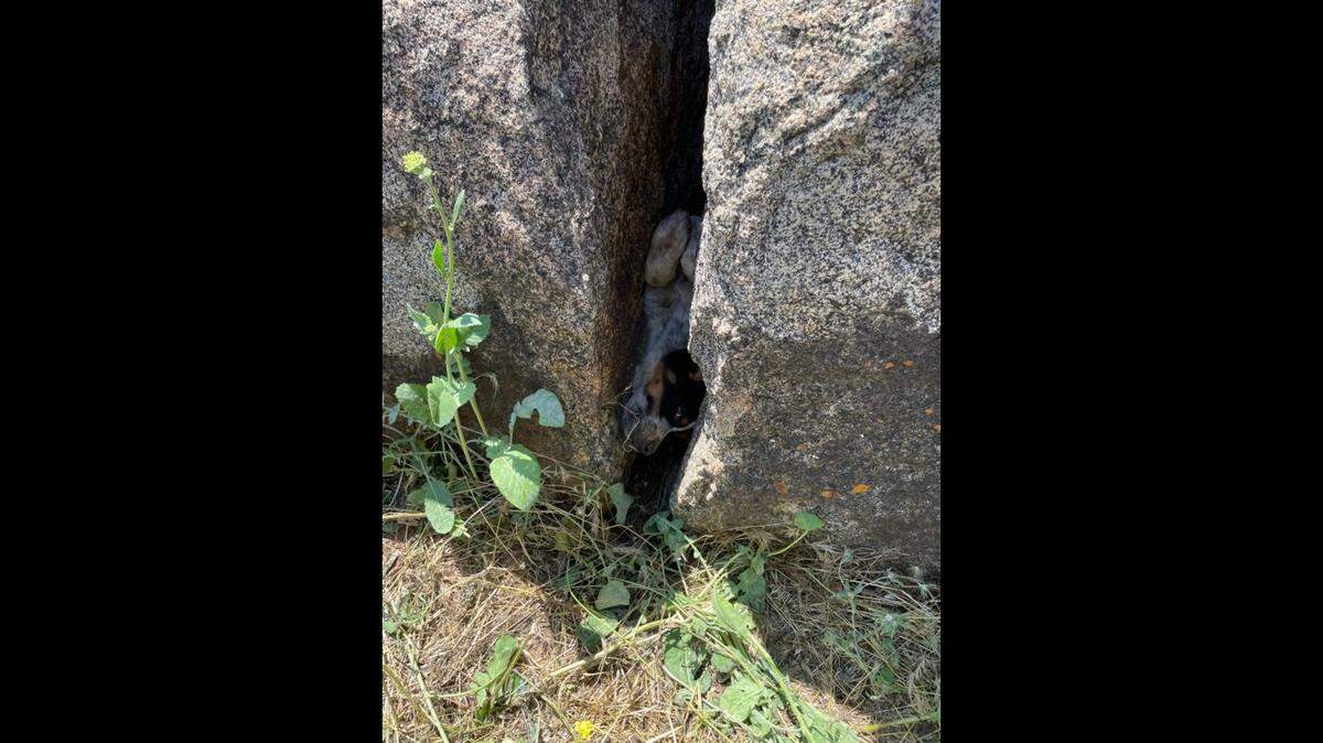 A puppy was rescued after getting stuck in a “tight crevice” at a construction site, according to a California county. 