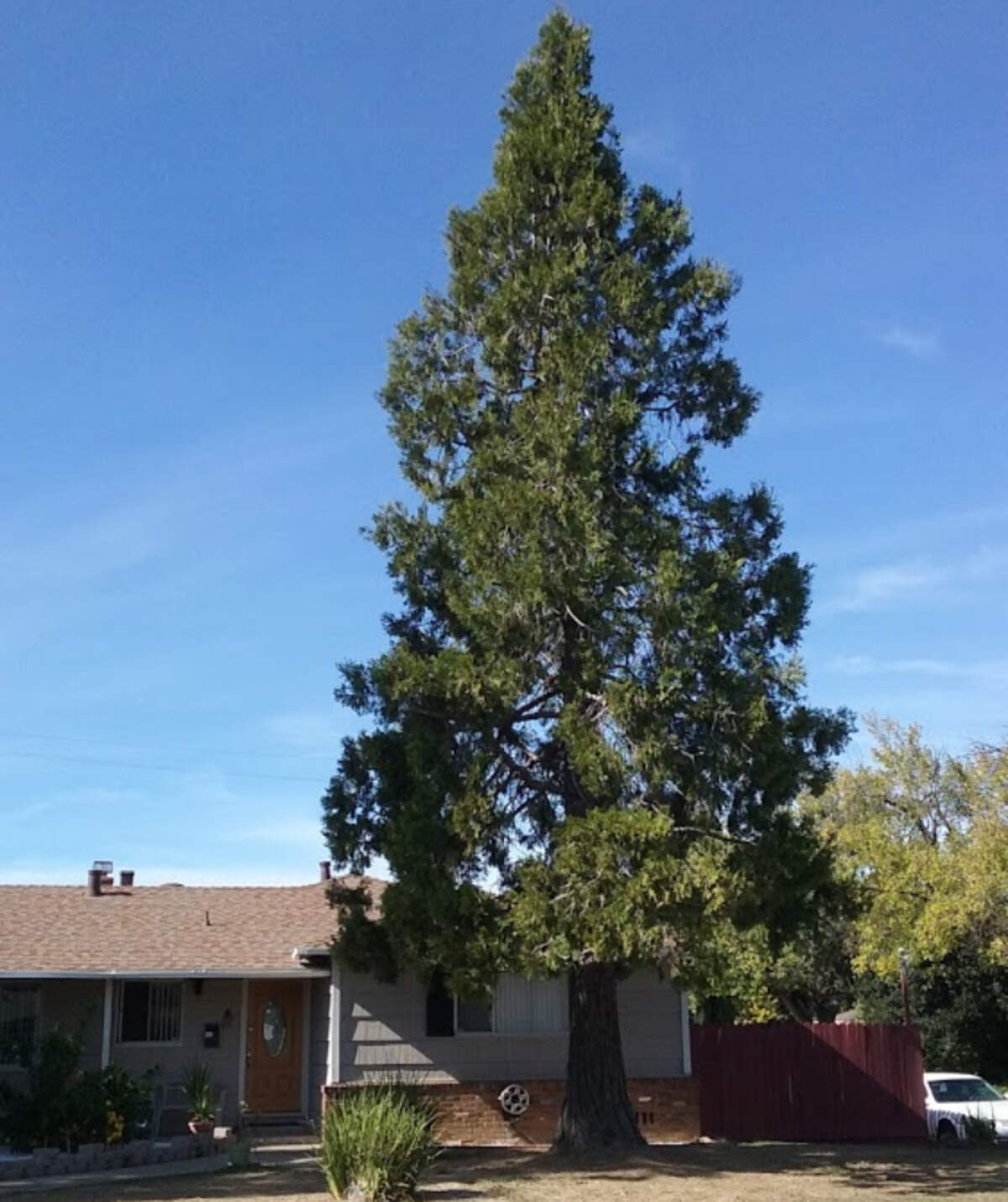 Incense cedar tree