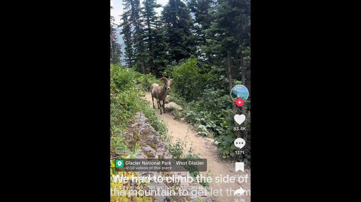A mom from Maryland took video of two rams sprinting past her family while hiking in Montana.