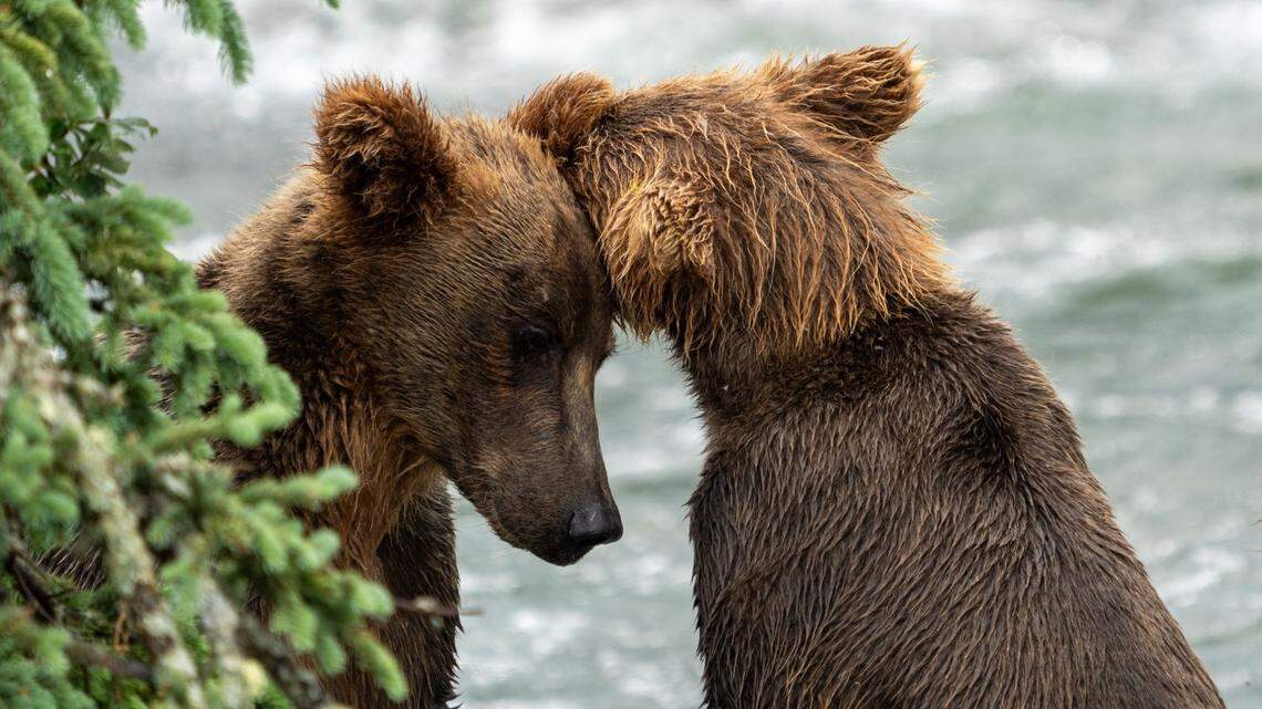 A young bear wasn’t ready to be on her own, so her “aunt” adopted her as her own. “It seems like the new siblings are getting along just fine,” officials said.