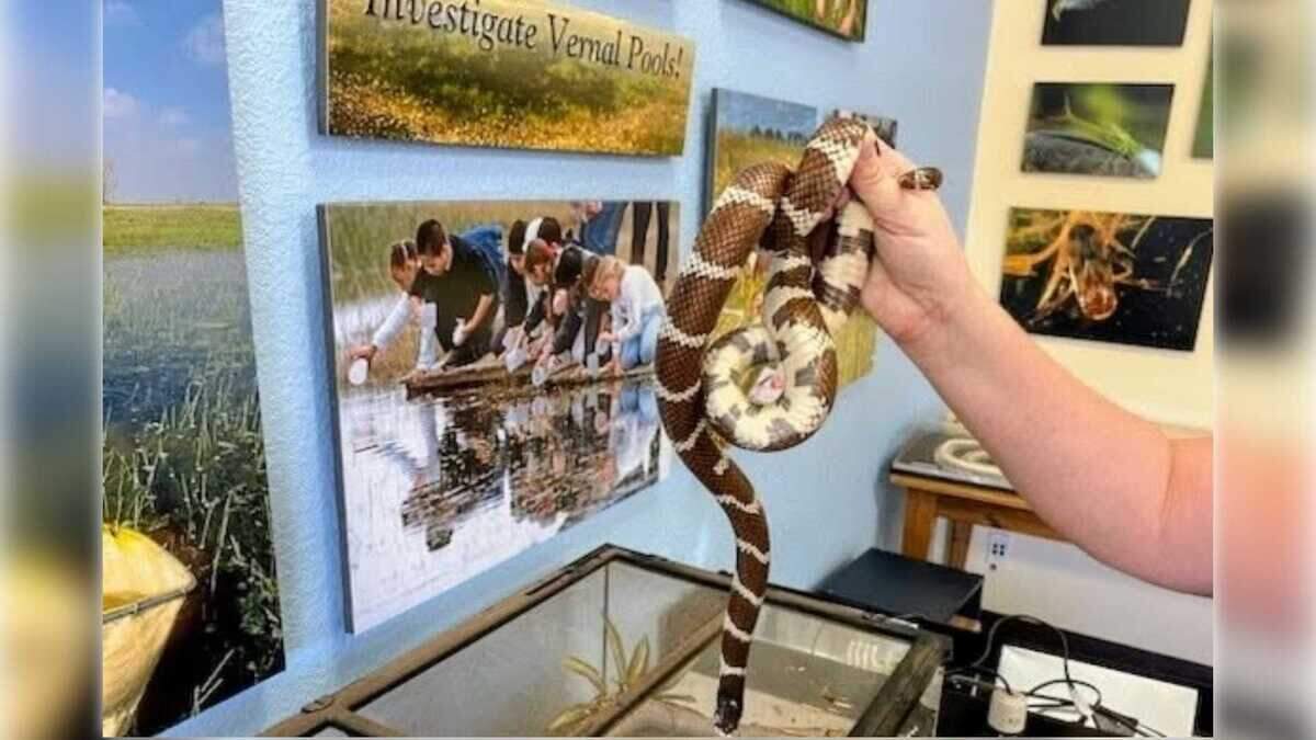 A snake is among the animals at “Critterville,” a zoo at the Splash Education Center featuring wildlife found in the Sacramento area. The nonprofit works with cities and school districts to provide students with hands-on science education.