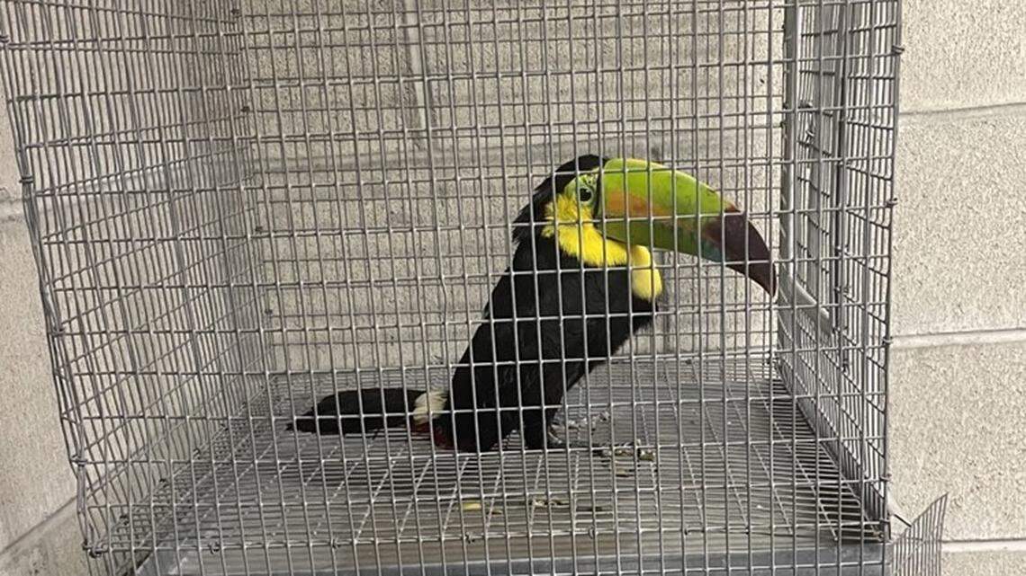 A search found two live toucans hidden inside a traveler’s purse at a U.S.-Mexico border crossing in California, federal officials say.