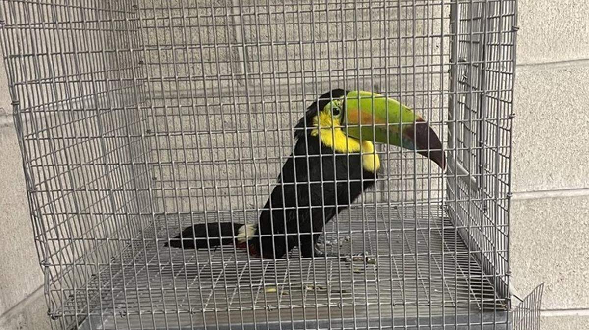A search found two live toucans hidden inside a traveler’s purse at a U.S.-Mexico border crossing in California, federal officials say.