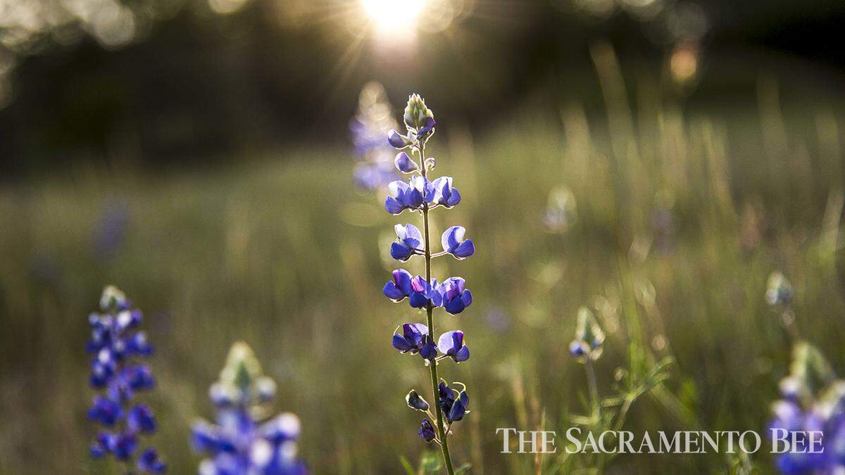 Purple lupines bloom at Rattlesnake Bar in the Folsom Lake Recreation Area.