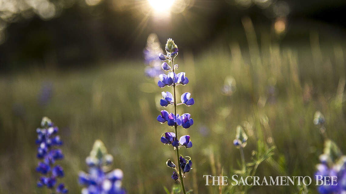 Sacramento podría vivir el día más caluroso del año hasta la fecha