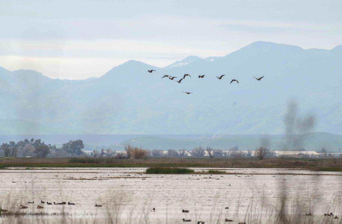 A flock of geese fly over wetlands at the Grasslands Wildlife Management Area earlier this month. In the past, waterways that twist down from the Sierra Nevada would flood, unrestricted by the current thicket of dams, canals and levees.