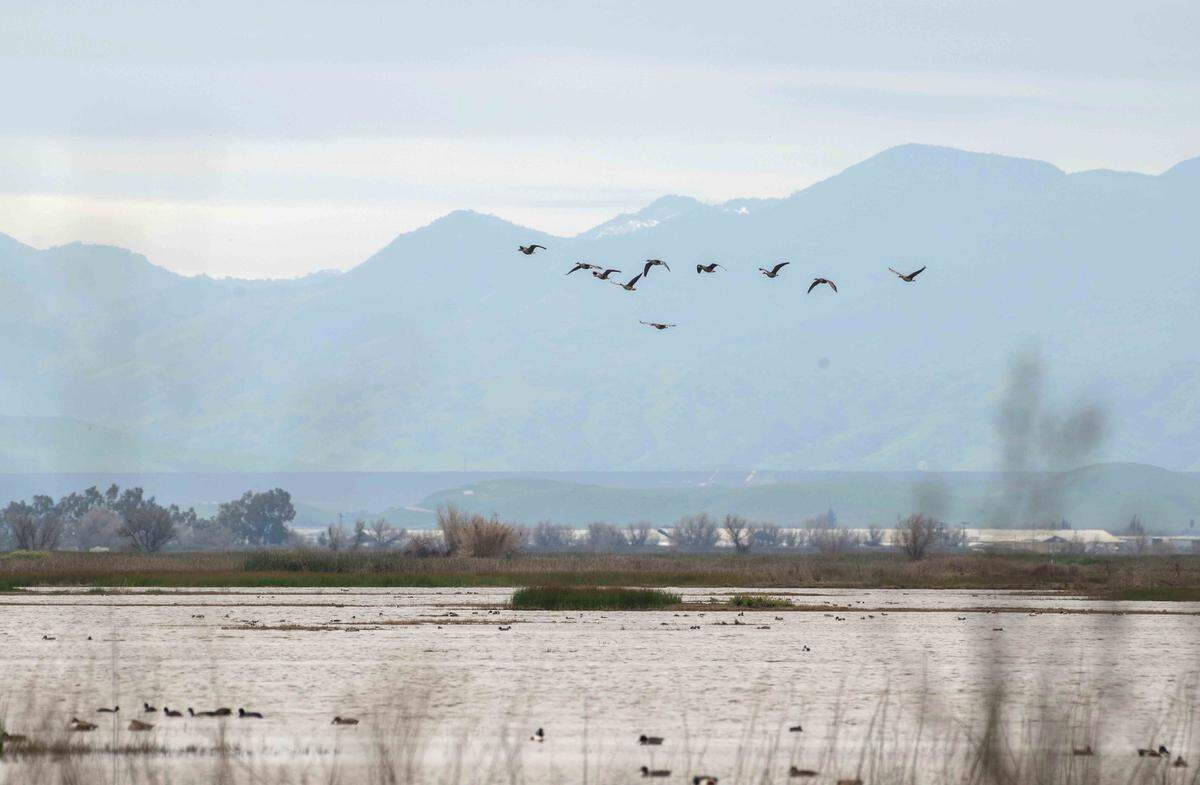 A flock of geese fly over wetlands at the Grasslands Wildlife Management Area earlier this month. In the past, waterways that twist down from the Sierra Nevada would flood, unrestricted by the current thicket of dams, canals and levees.