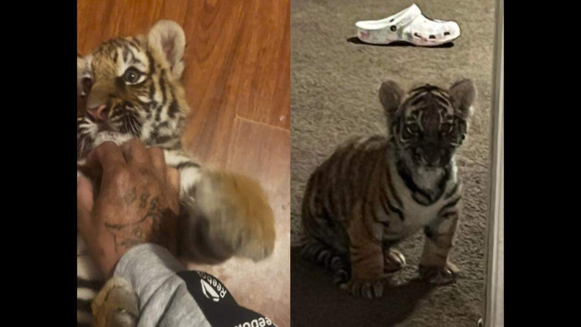 A tiger cub, now named Duke, was smuggled to the U.S. from Mexico and offered for sale on Facebook, feds say.