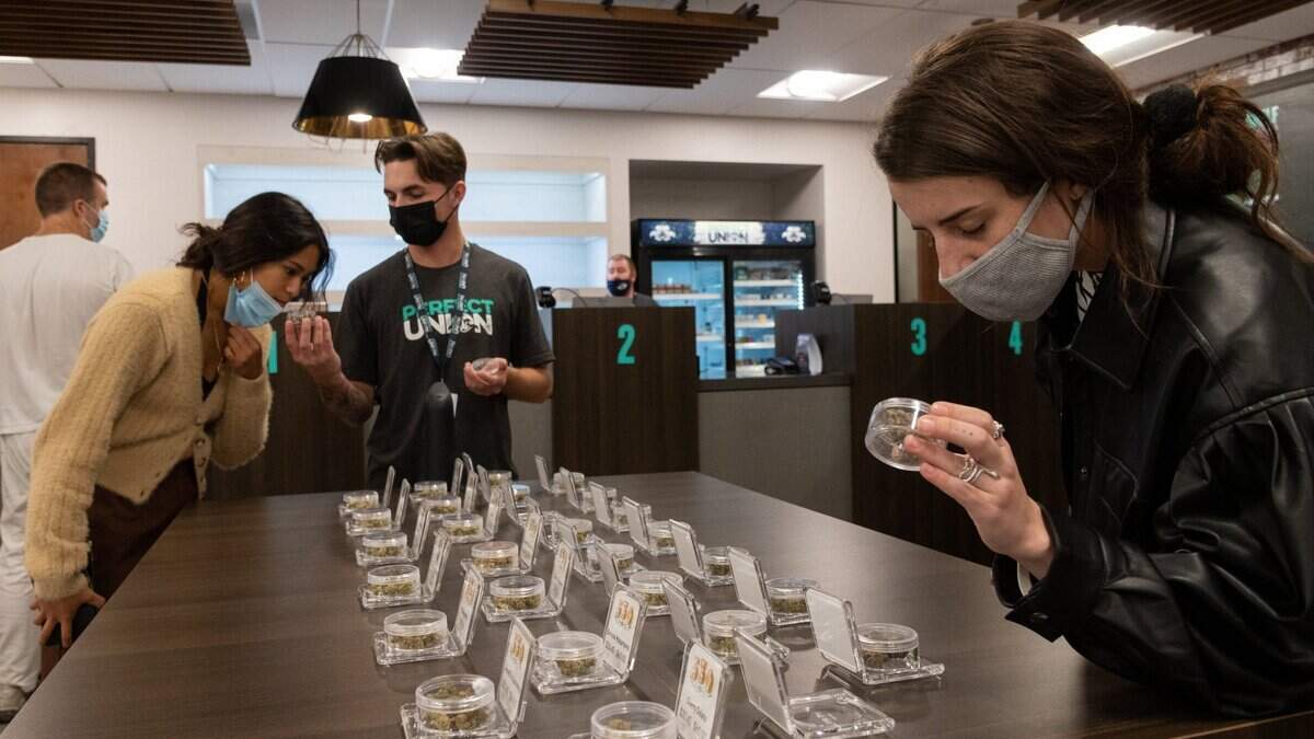 El budtender Dustin DeCarlo sostiene una muestra de cogollo de marihuana para un cliente mientras otro cliente mira la variedad de cogollos disponibles para la venta en Perfect Union en Sacramento en 2021.