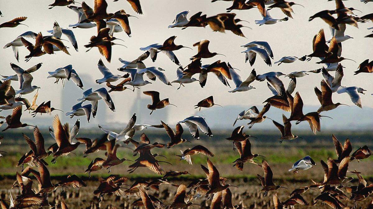 Curlews (CQ), long legged shore birds with long downsloping bills, and gulls take flight from a fallow agricultural field along Elverta Road east of Highway 99/70 Thursday January 3, 2002. Winter is a time in the valley when many flocks of birds of all types feed, rest, and migrate through.(Sacramento Bee/Chris Crewell)