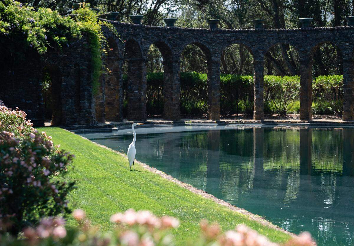 An egret stands by the dramatic Roman pool.